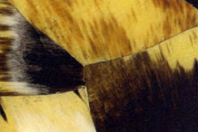 multicolor horn freecut pattern