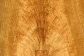 american black cherry