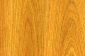 american cypress