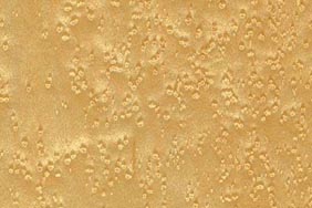 Birds eye maple
