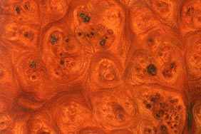 carpathian elm burl