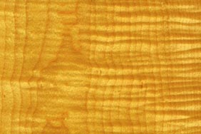 curly maple