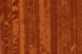 eucalyptus