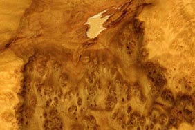 European oak burl