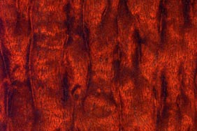 plum pudding mahogany