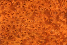 thuya burl
