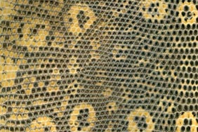 cocodrilo
