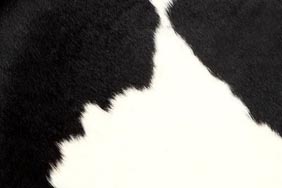 black cow